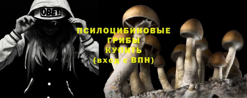 Галлюциногенные грибы Psilocybine cubensis Кораблино